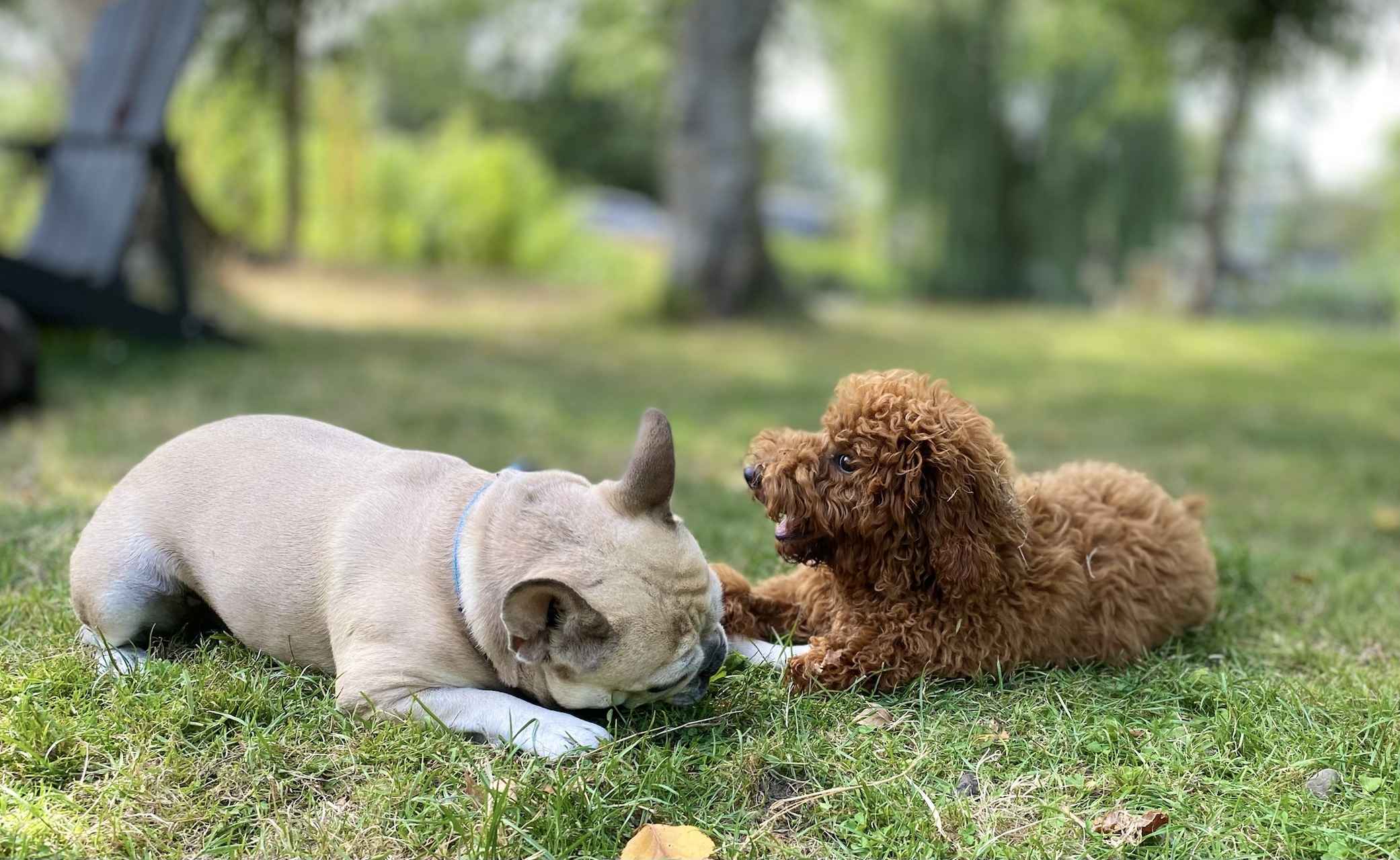 Een Franse bulldog en een kleine krulharige hond maken rustig contact met elkaar in het gras