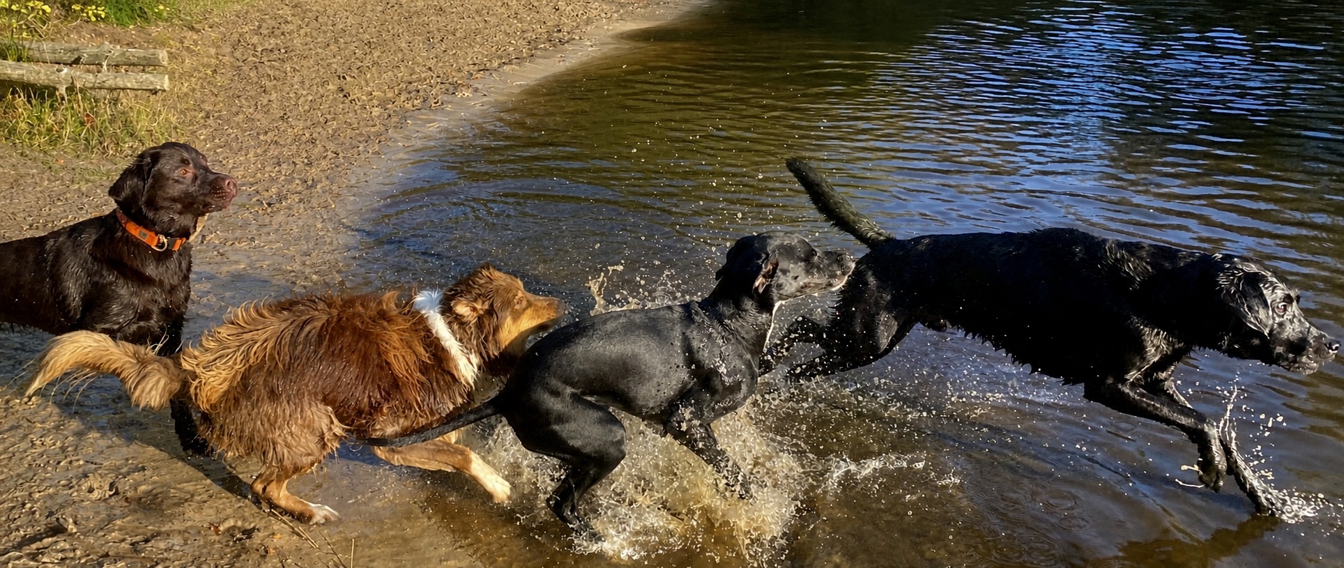 Vier honden rennen en spelen samen bij het water tijdens de dagopvang