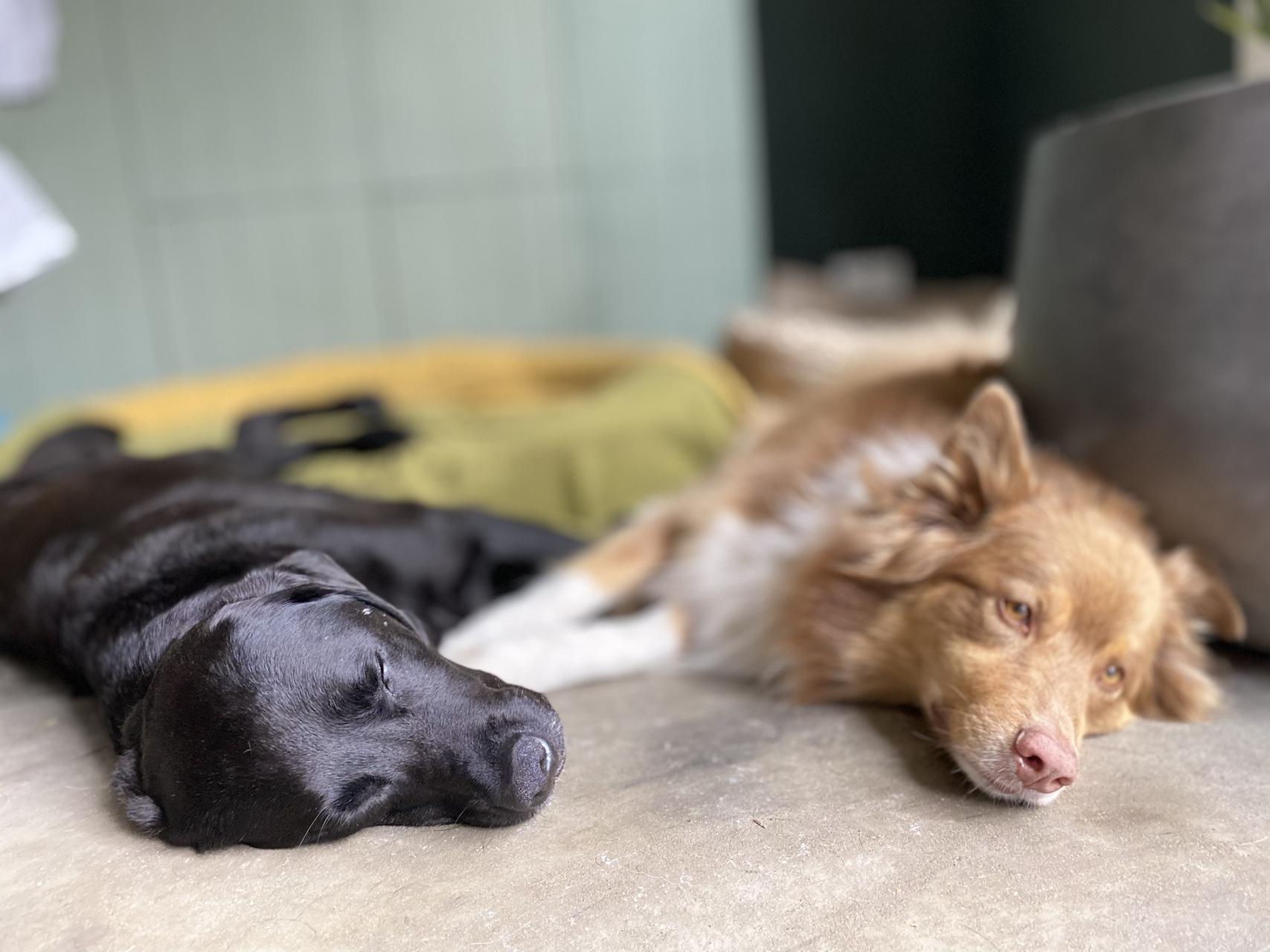 Een zwarte hond en een rood-witte langharige hond rusten ontspannen naast elkaar in huis