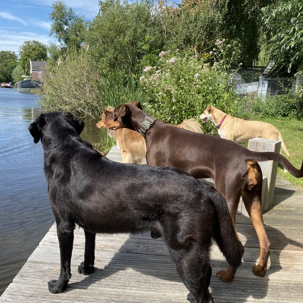 Vier honden van verschillende grootte kijken samen uit over het water in Waterland